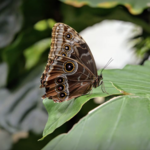 Philadelphia Insectarium and Butterfly Pavilion