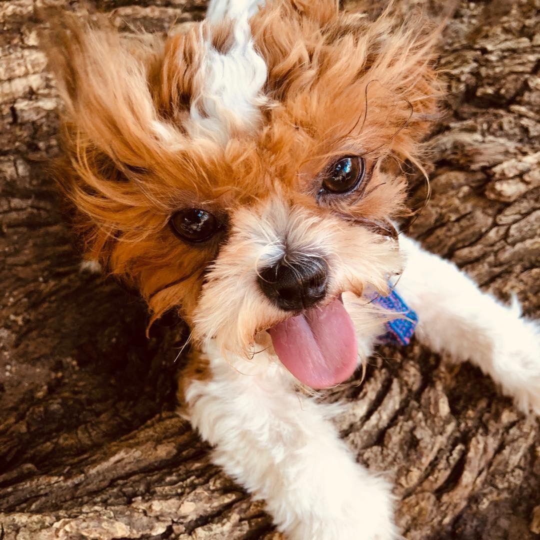 Our adorable dog daughter Lola. Obviously she will be at the wedding!