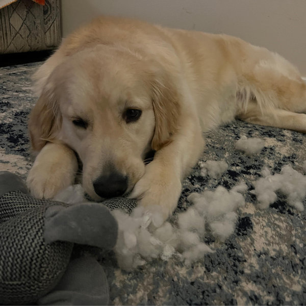 Our Pet Toy Fund