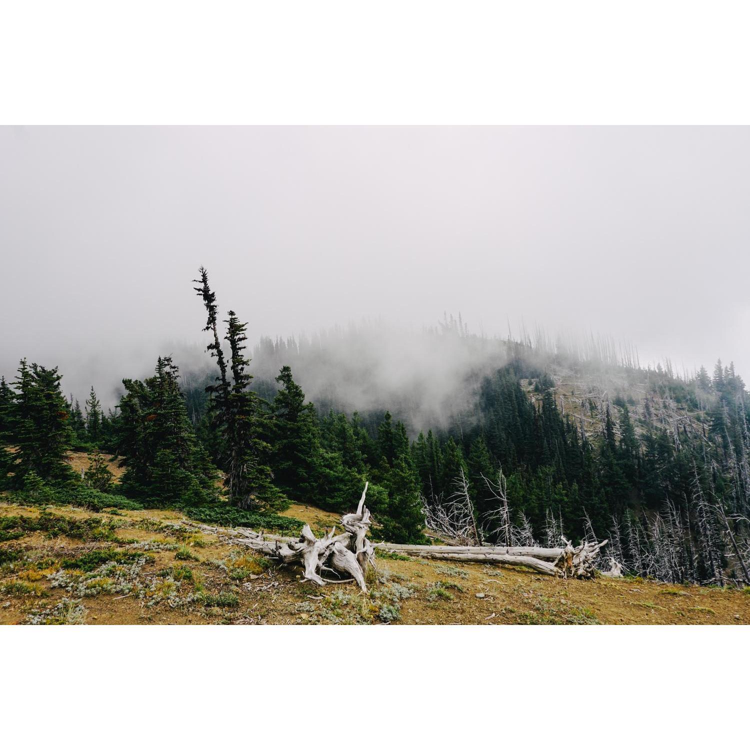Olympic National Park. We camped in a cloud.