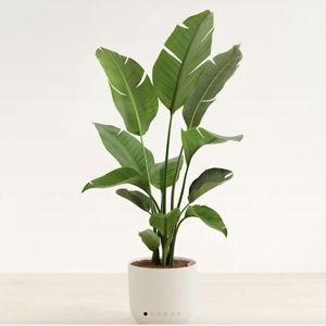 Bird of Paradise easyplant: Easy-Care Self-Watering Plants