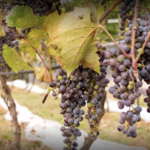Wineries