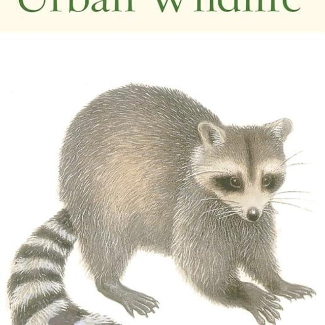 Peterson First Guide To Urban Wildlife