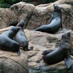 Bronx Zoo