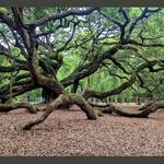 Angel Oak Tree