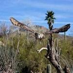 Arizona-Sonora Desert Museum