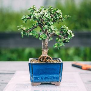 Hands-on Bonsai Experience