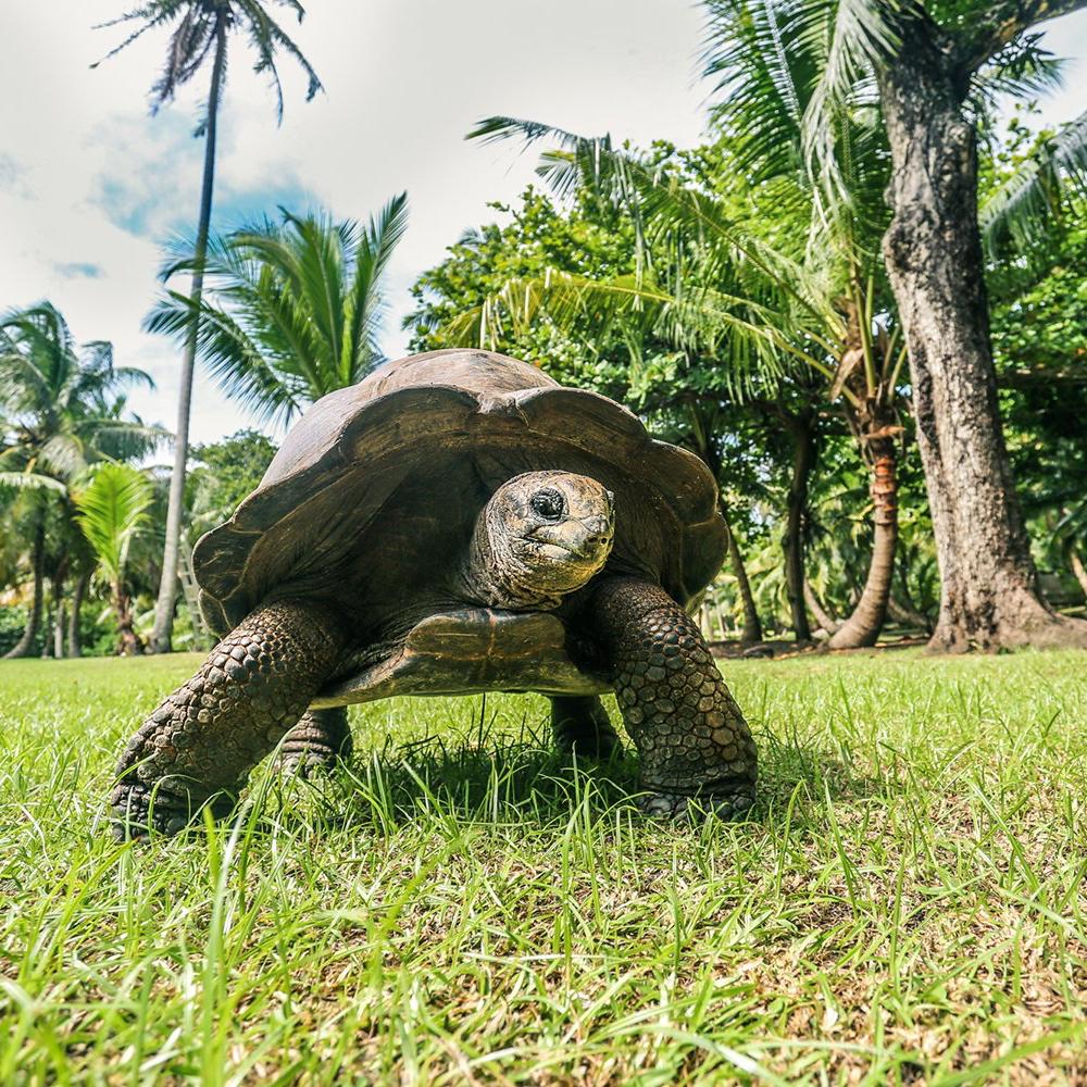 Honeymoon Fund: Visit the Tortoises on Curieuse Island
