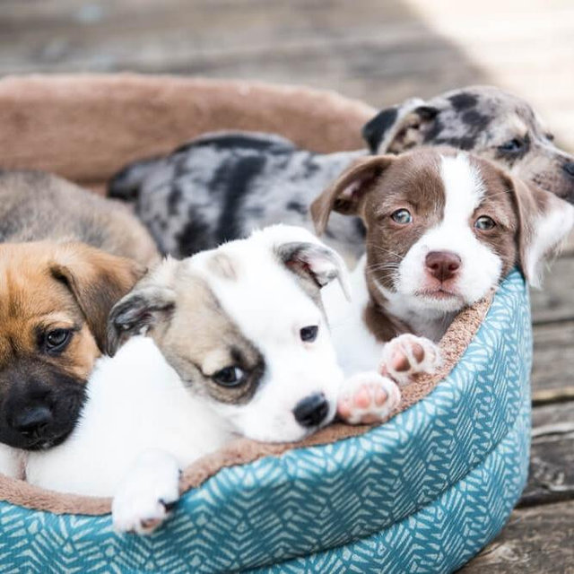 Future Dog Fund