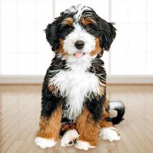 Our New Bernedoodle
