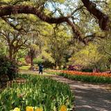 Airlie Gardens