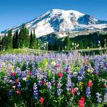 Mount Rainier National Park