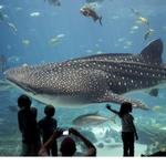 Seattle Aquarium (Downtown)