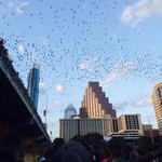 Congress Bridge Bats