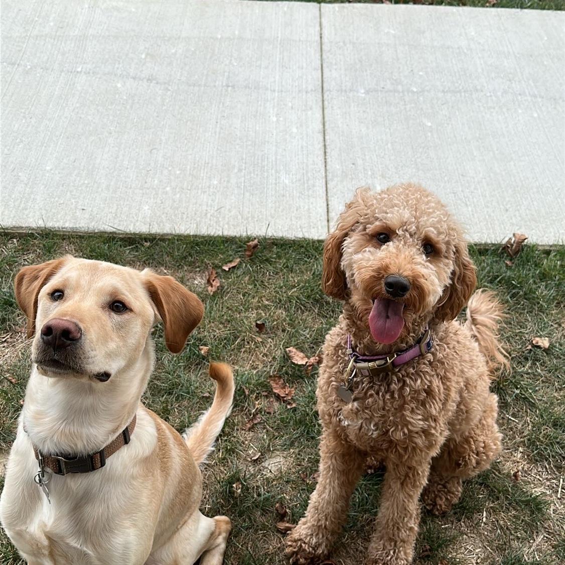Rubi and Brutus staying still for a treat 😂