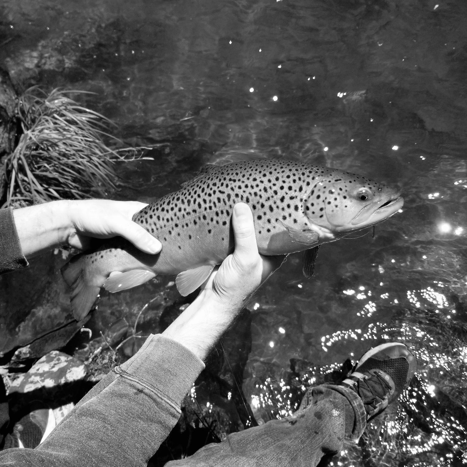 Josh’s best trout to date!
