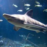 Virginia Aquarium & Marine Science Center