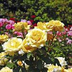 International Rose Garden