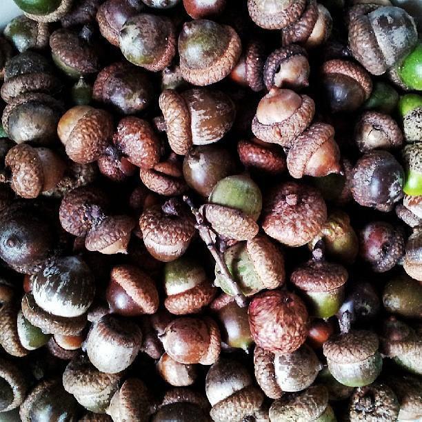 August 31st, 2013:
Samantha filled a whole backpack with these acorns during their first camping trip in Michigan together.