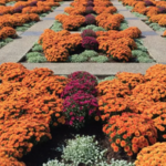 The North Carolina Arboretum