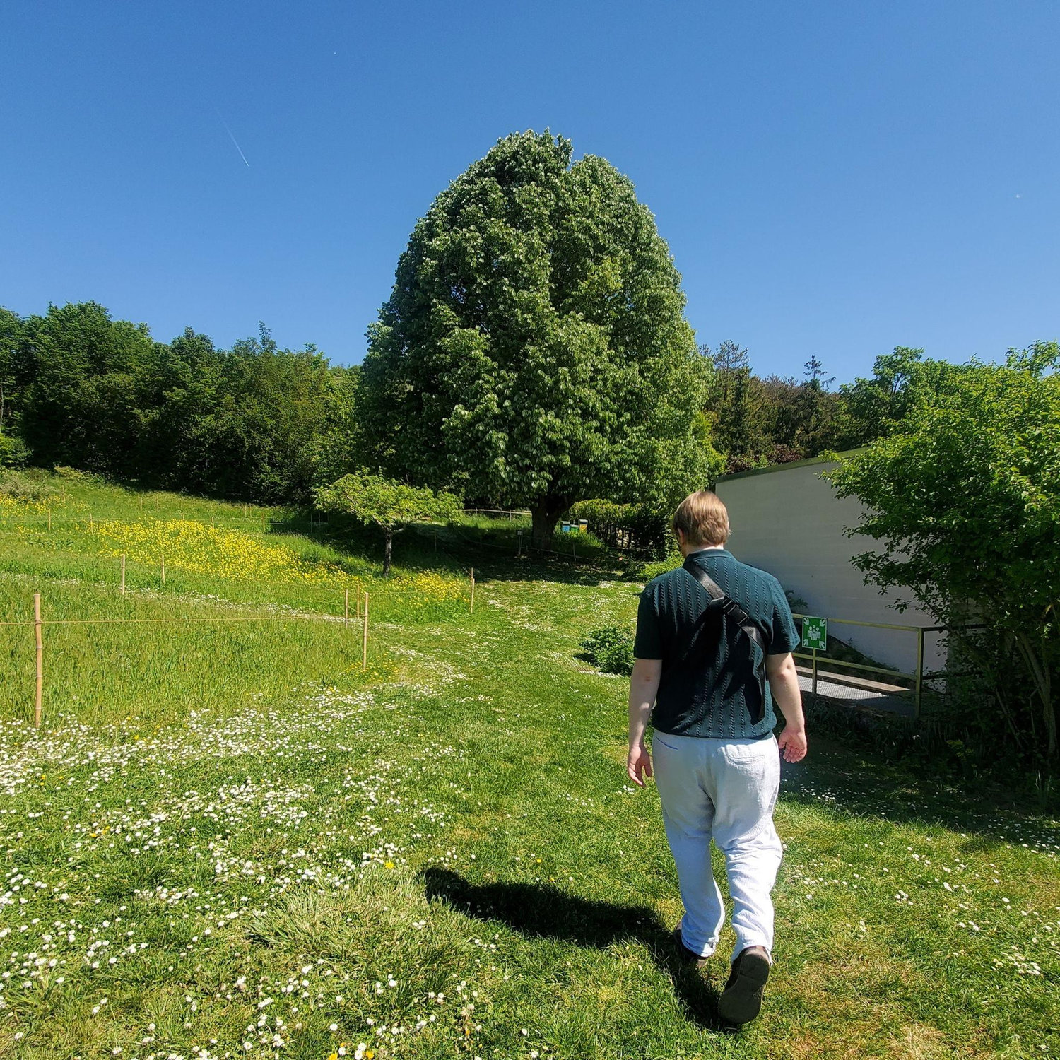 Brian walking us towards a lovely secluded tree outside of Monet's garden to propose! (2025)