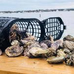 Cape Cod Oyster Tours
