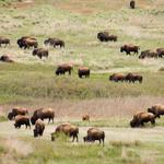 The Bison Range