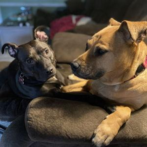 Pet Hotel For Our Honeymoon (Venmo w/ No Fee)