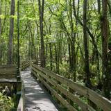 Six Mile Cypress Slough Preserve