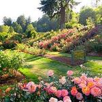 International Rose Test Garden