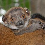 Duke Lemur Center