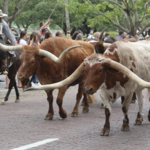 Cattle Drive