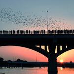 Congress Avenue Bridge