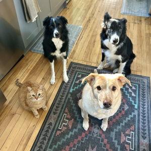 Our Pet Toy Fund