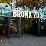 Bronx Zoo