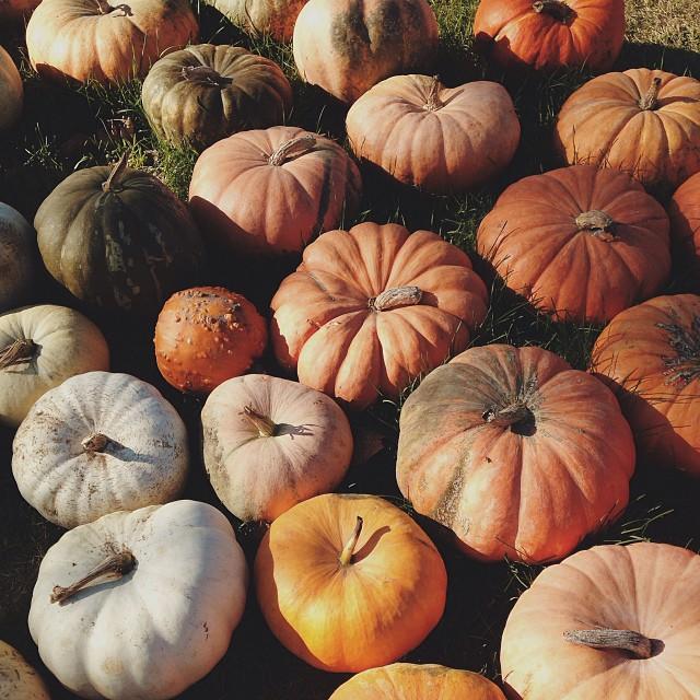 October 14th, 2013:
Samantha took this while at a pumpkin patch in the downriver area of Detroit with Emilio. 🍁