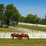 Kentucky Horse Park