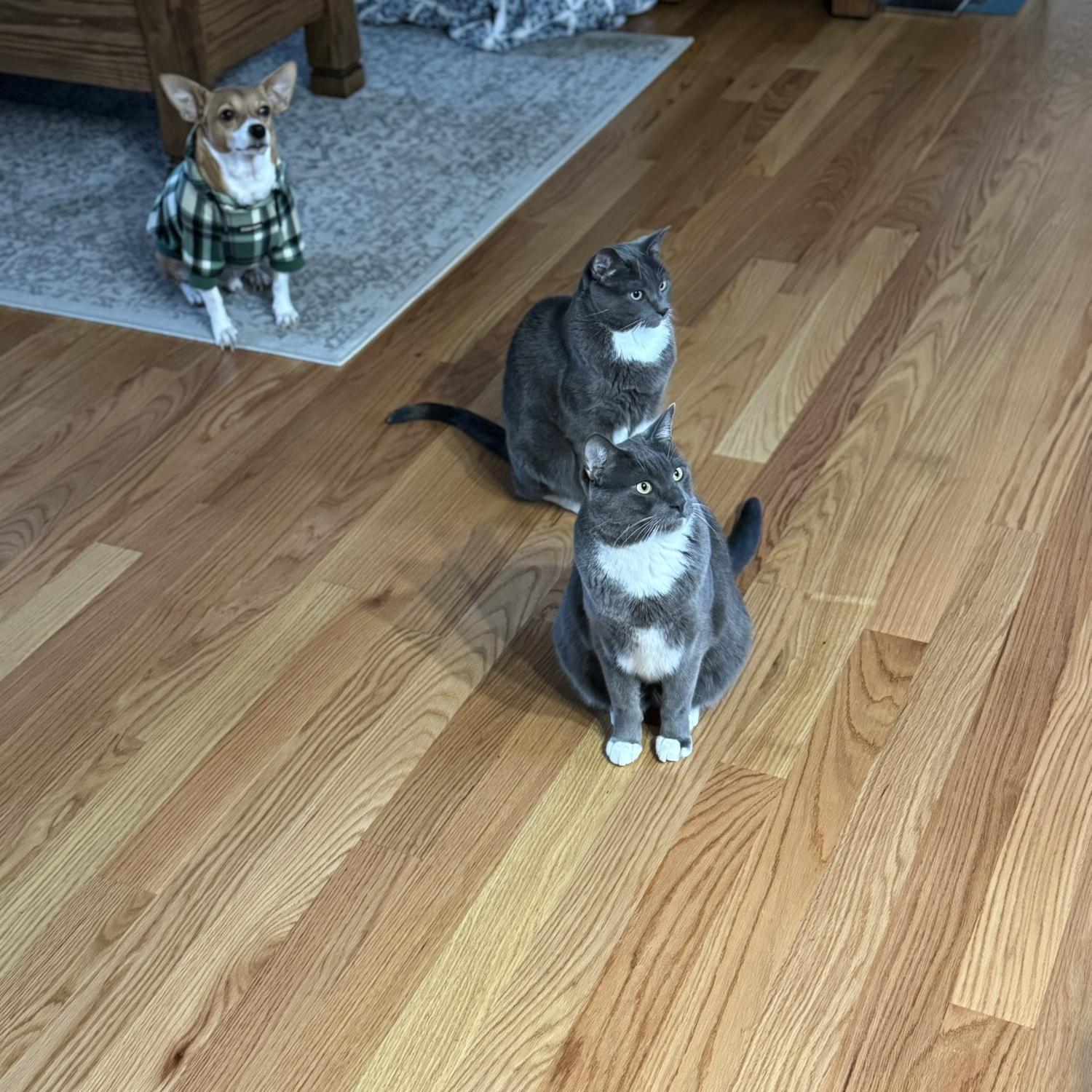 Treat ready