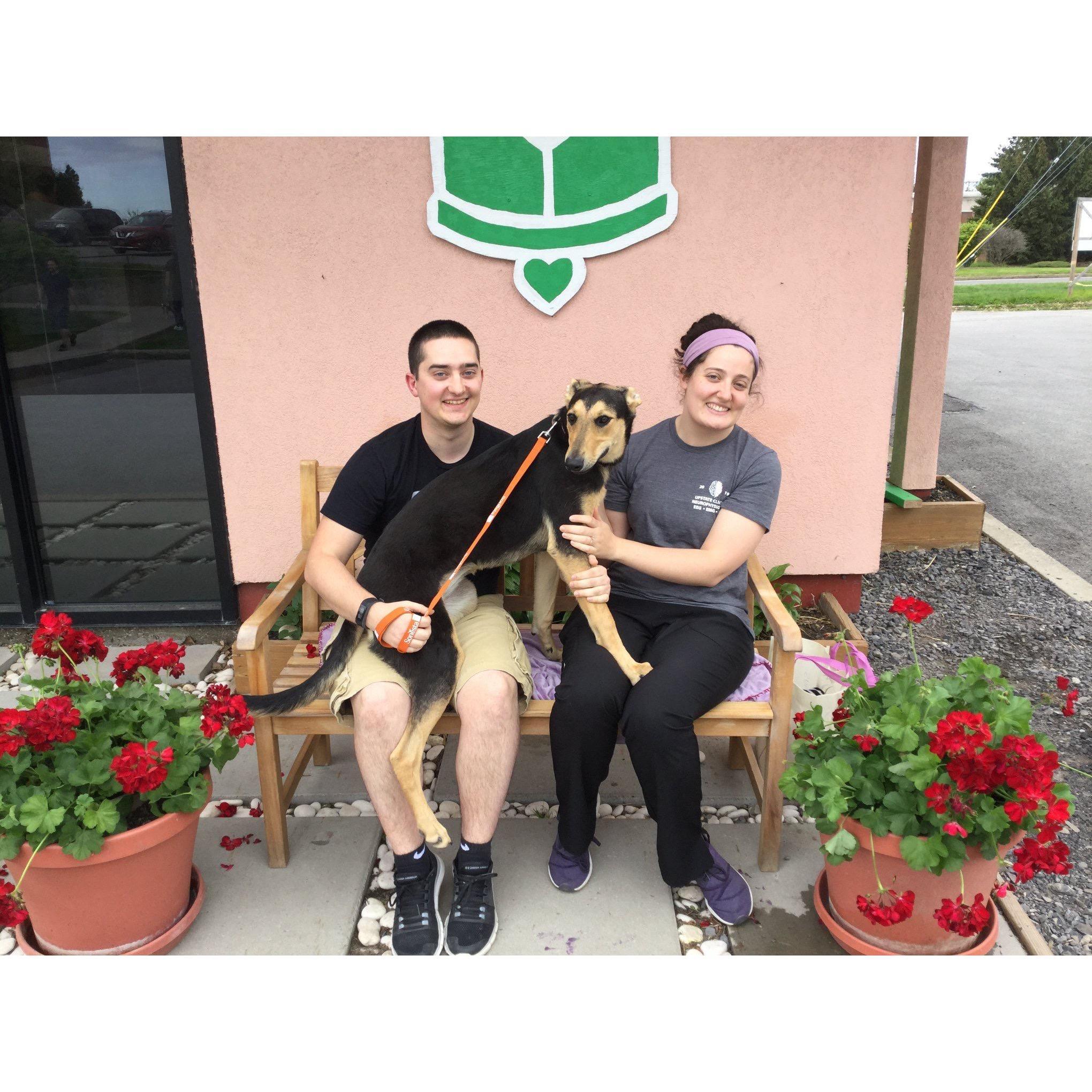 We recently added to our little family.. Here is Molly, our Greyhound/Shepard rescue!
