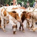 Fort Worth Stockyards
