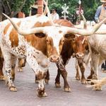 Fort Worth Stockyards