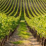 James Charles Winery & Vineyard