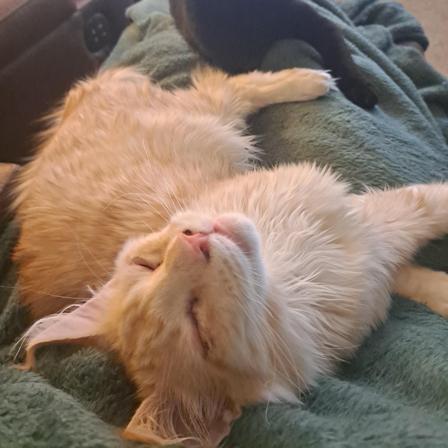 Percy, the persistent one