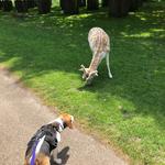 National Trust - Dunham Massey