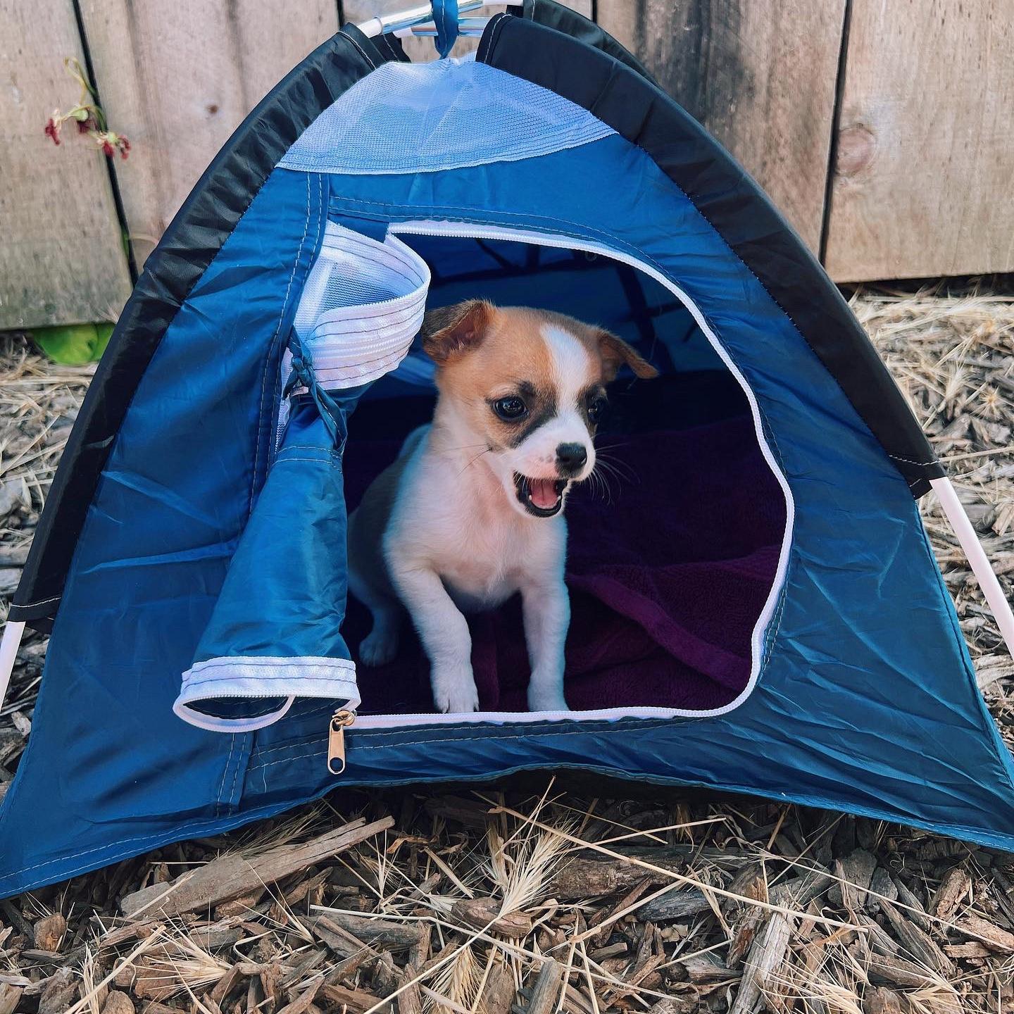 Got our first puppy together, Indi!!