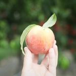 Lawrence Farms Orchards