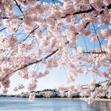 Tidal Basin/Cherry Blossoms