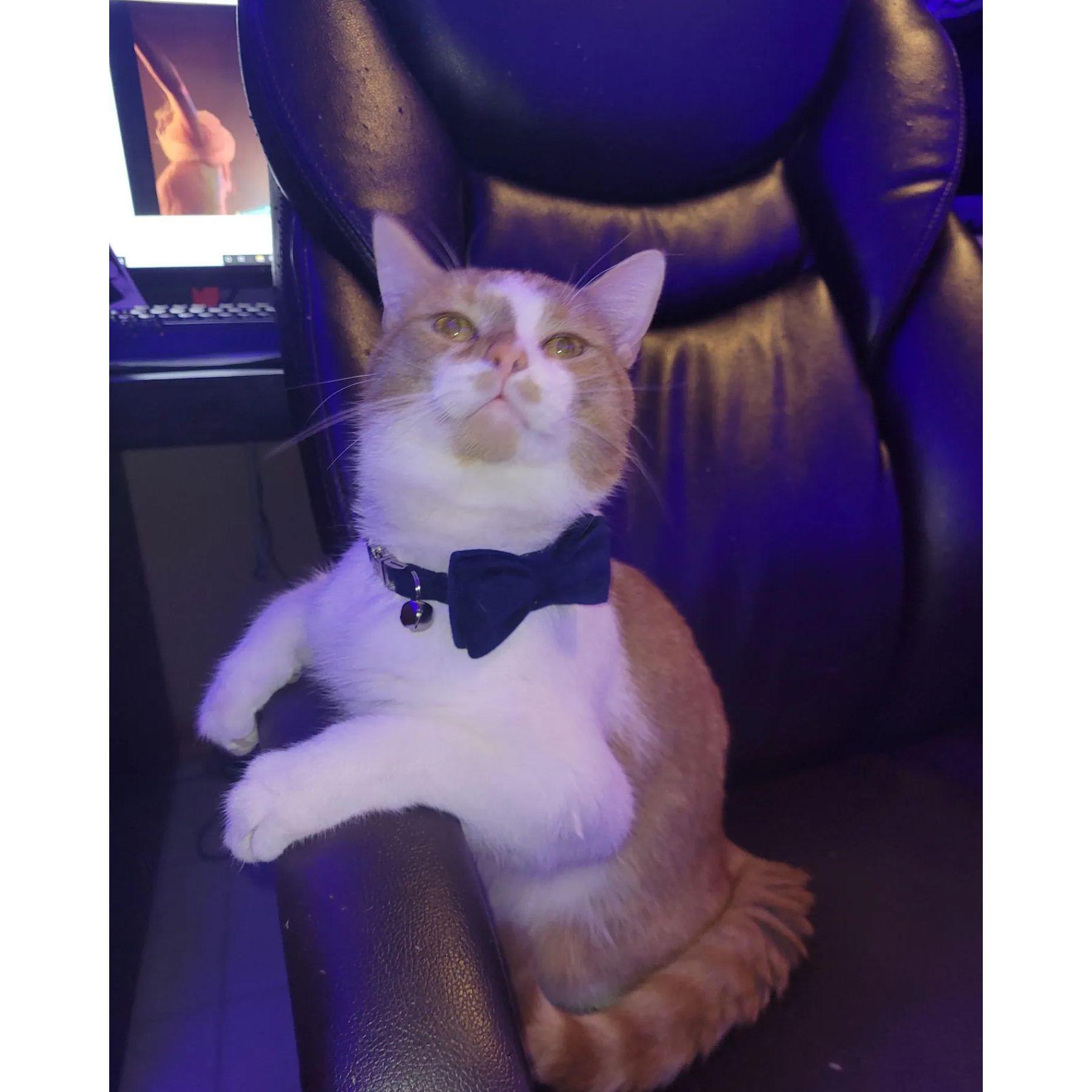 Our Cat, Zulu