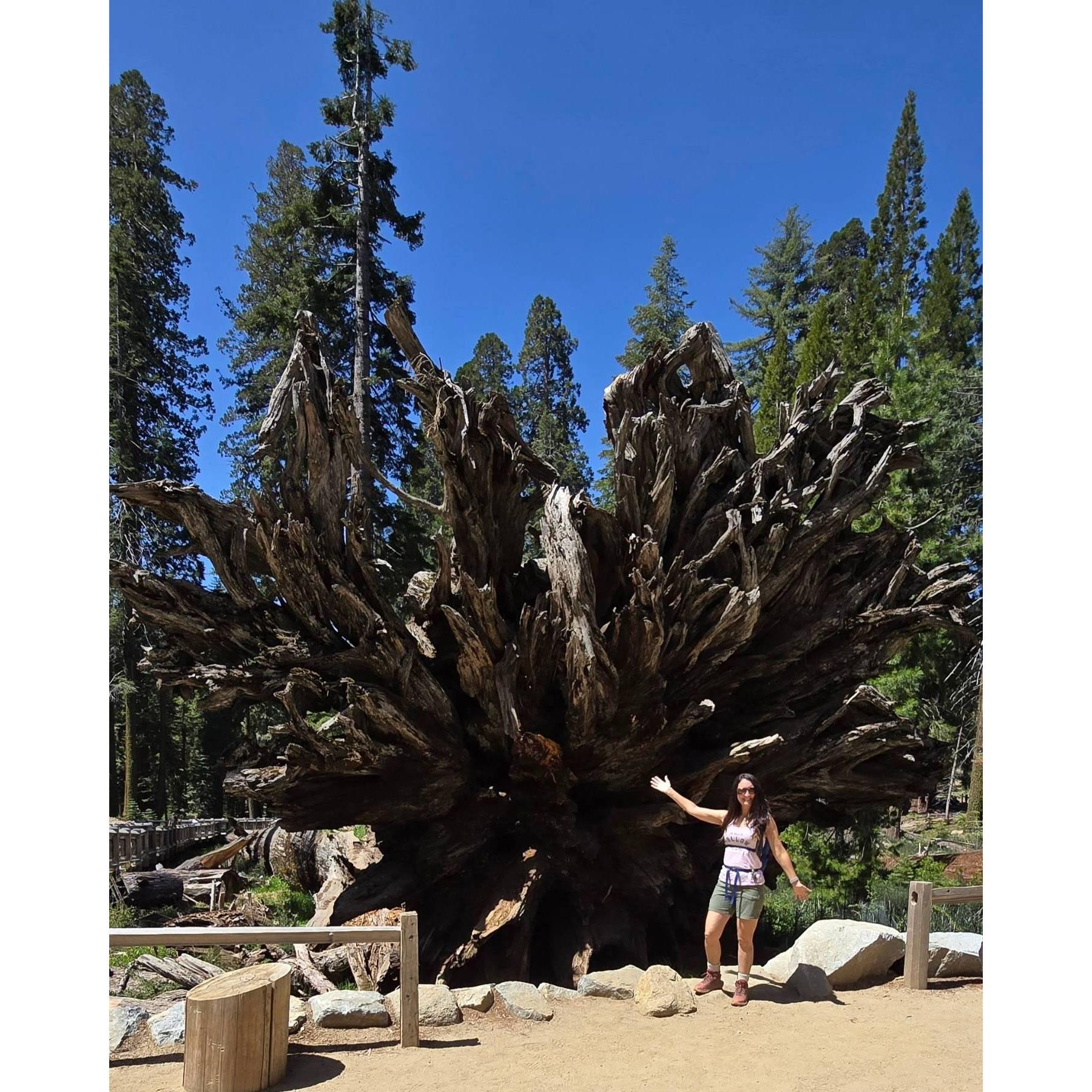 Mariposa Grove, Yosemite