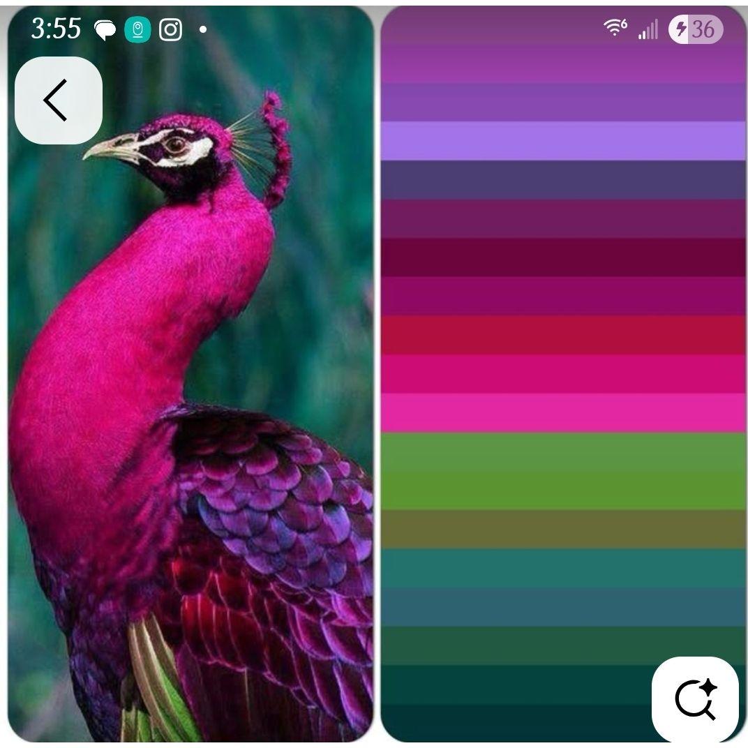COLOR PALETTE #1 -We are asking ALL guests to pick any one of these colors to wear to the events on the wedding weekend. We are going for a specific viiiibe!